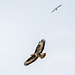 Buzzard