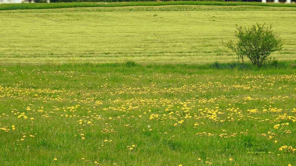 Eine Wiese gemäht und ungemäht...