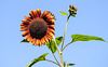 20220922 1725CPw [D~LIP] Sonnenblume (Helianthus annuus), Bad Salzuflen