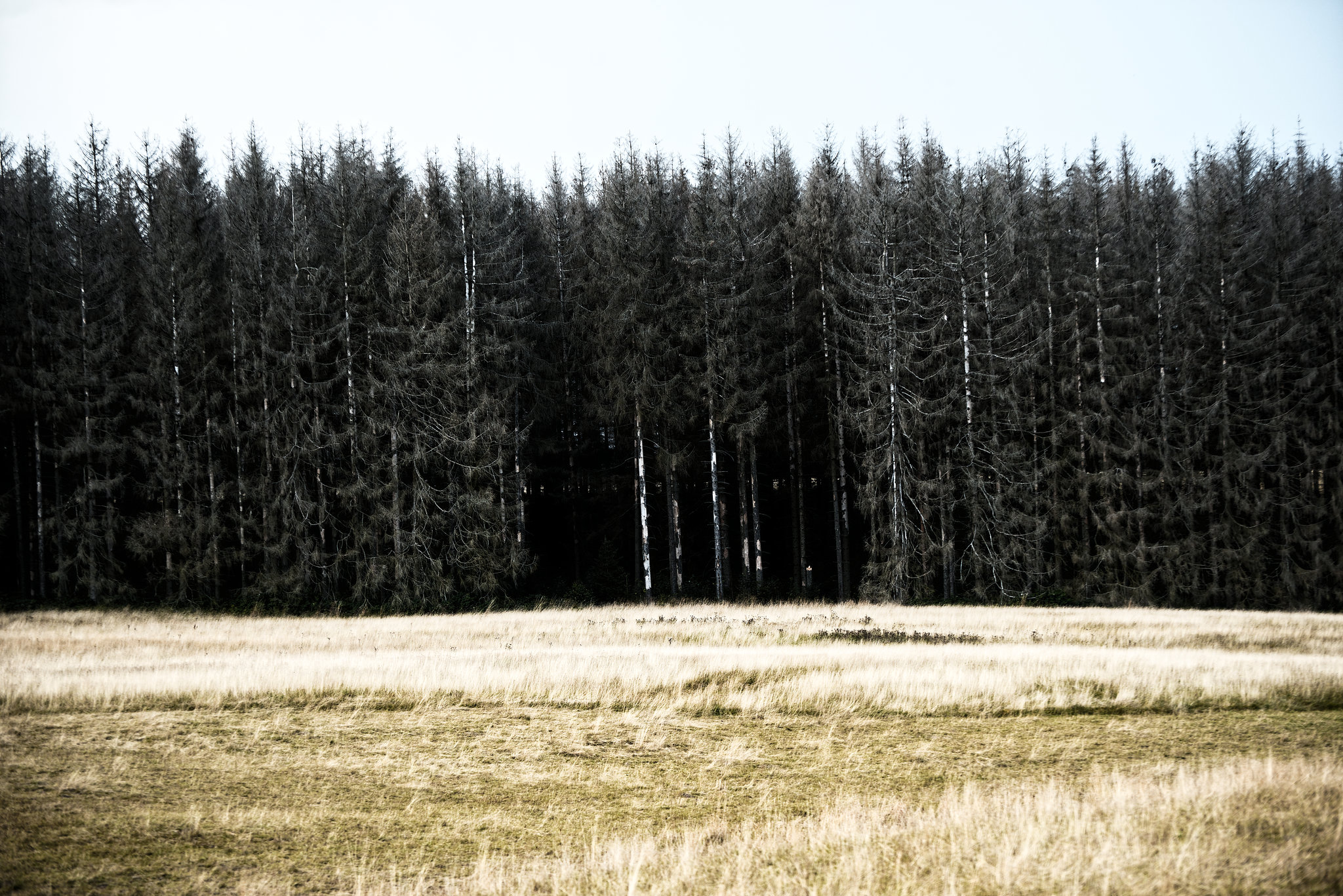 20230814_benneckenstein moserteich