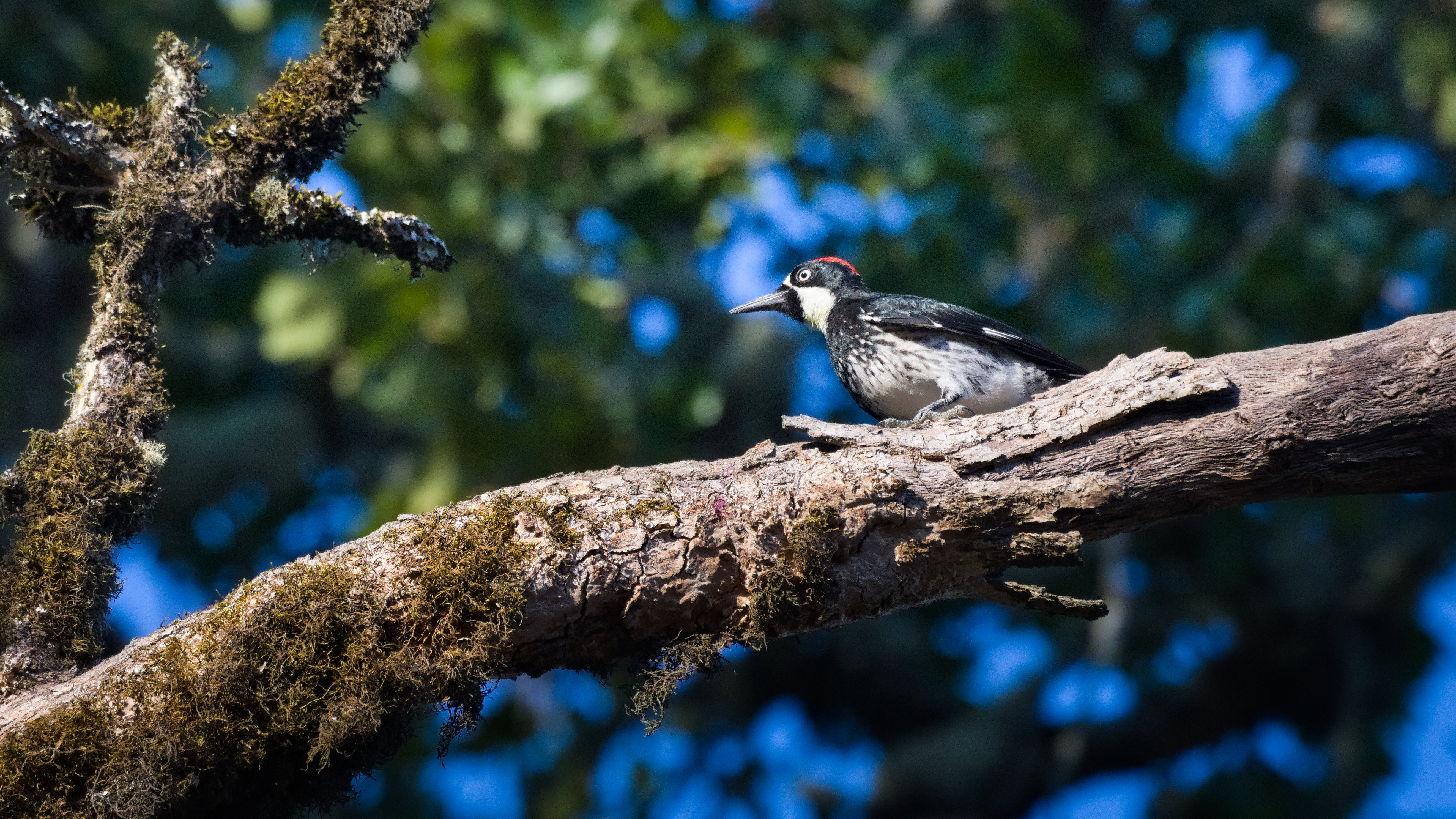 Acorn woodpecker