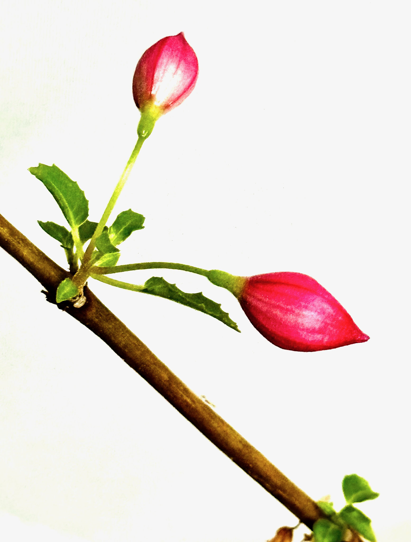Scharlach-Fuchsie