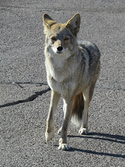 Coyote