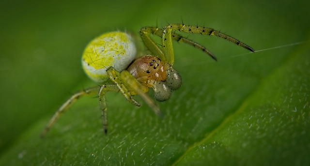 Die Kürbisspinne (Araniella cucurbitina) war auf einen Ausflug :)) The pumpkin spider (Araniella cucurbitina) was on a trip :)) L'araignée citrouille (Araniella cucurbitina) était en voyage :))