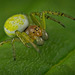 Die Kürbisspinne (Araniella cucurbitina) war auf einen Ausflug :)) The pumpkin spider (Araniella cucurbitina) was on a trip :)) L'araignée citrouille (Araniella cucurbitina) était en voyage :))