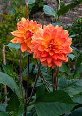Dahlias at Snowshill Manor