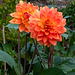 Dahlias at Snowshill Manor