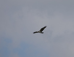 FSC03934 FSC03934