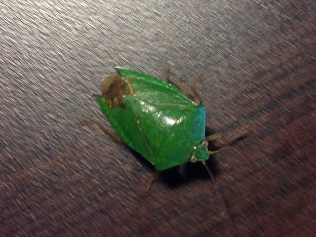 44 Shield Bug 1