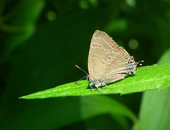 porte-queue du chêne/ banded hairstreak