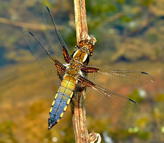 Dragonfly. Broad Bodied Chaser