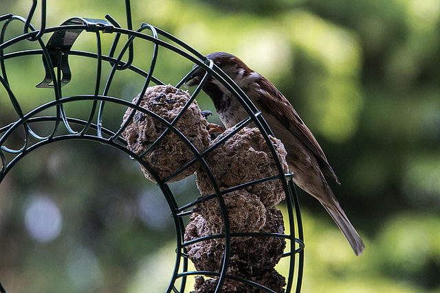 20160518 1663RVAw [D~LIP] Haussperling (Passer domesticus) [m], Bad Salzuflen