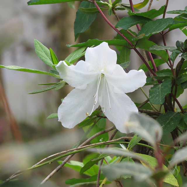 Azalea flower