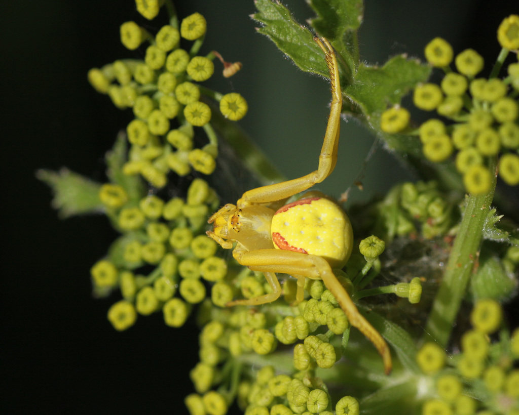 araignée crabe / crab spider