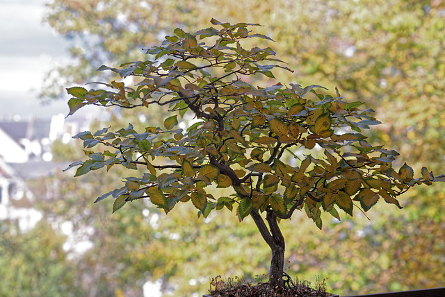 20.10.25 Bonsai Buche