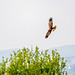 Marsh harrier