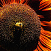 20220922 1727CPw [D~LIP] Sonnenblume (Helianthus annuus), Ackerhummel (Bombus pascuorum), Bad Salzuflen