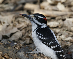 pic chevelu / hairy woodpecker
