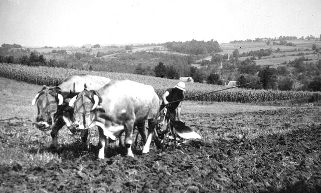 Mon pére labourant avec ses boeufs