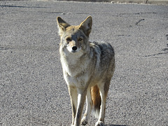 Coyote