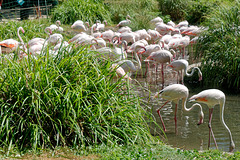 Flamants presque roses