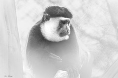 IMG 3964