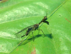 43 Small Mantis Fly