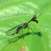 43 Small Mantis Fly