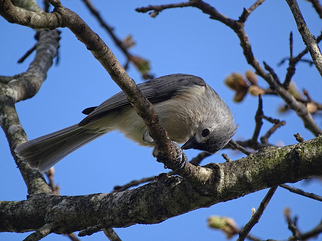 Tufted Titmouse