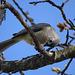 Tufted Titmouse