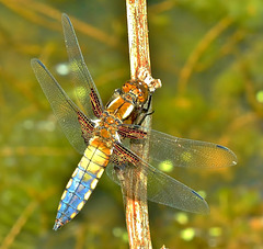 Dragonfly. Broad Bodied Chaser