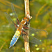 Dragonfly. Broad Bodied Chaser