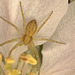 EF7A8849crabspider2stacks