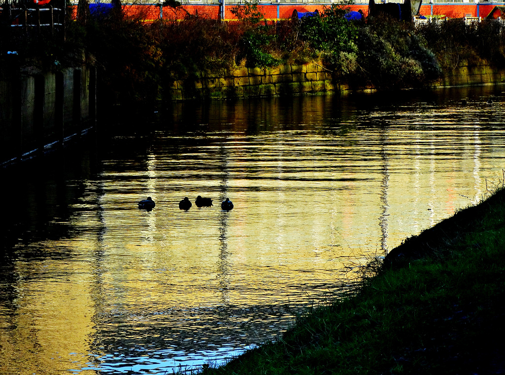 Reflection With Ducks!