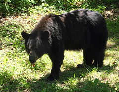 Black Bear in Shanandoah (PiP)