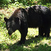 Black Bear in Shanandoah (PiP)