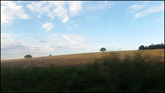 lone tree on the horizon