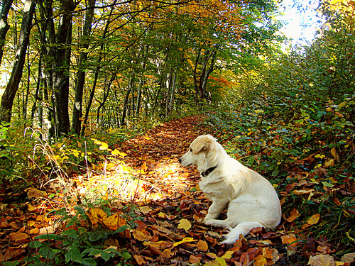 Enjoyment of autumn