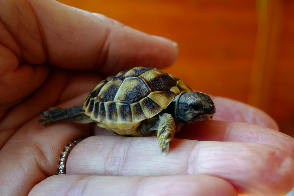 Testudo hermanii L1030060