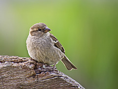 Sparrow