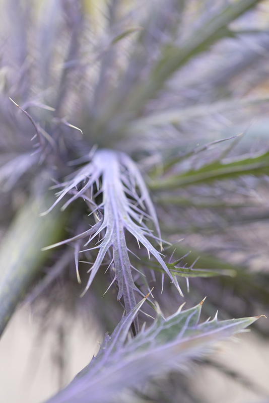 DSCF0669