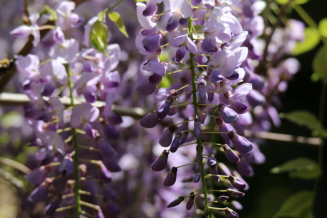 Wysteria (Explored)