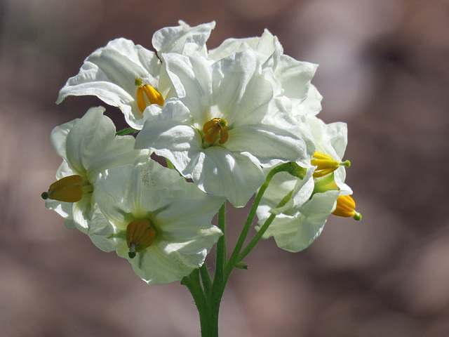 Solanum sp., Akesi Farms