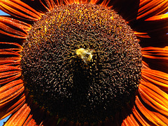 20220922 1728CPw [D~LIP] Sonnenblume (Helianthus annuus), Ackerhummel (Bombus pascuorum), Bad Salzuflen