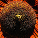 20220922 1728CPw [D~LIP] Sonnenblume (Helianthus annuus), Ackerhummel (Bombus pascuorum), Bad Salzuflen