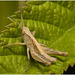 IMG 0608 Grasshopperv2