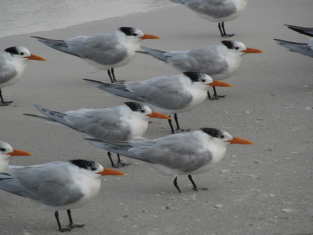 Feb 2, 2016 Sanibal Island, Florida, Royal Terns, jpeg