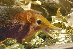 Macroscélide de Peters (Rhynchocyon petersi)