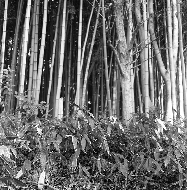 Sasa and bamboo
