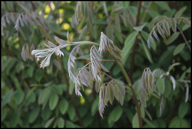 Amorpha schrafanifolia